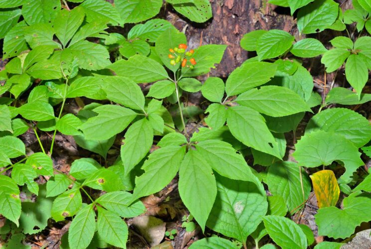 Growing American Ginseng For Profit Mother Earth News